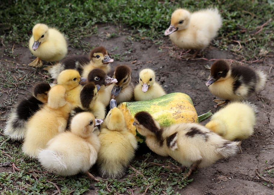 installments, small, fluffy, yellow, birds, cute, animal themes HD wallpaper