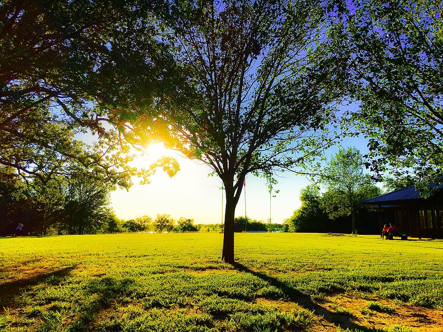 tree, grass, sunset, nature, landscape, sunlight, meadow, summer HD wallpaper