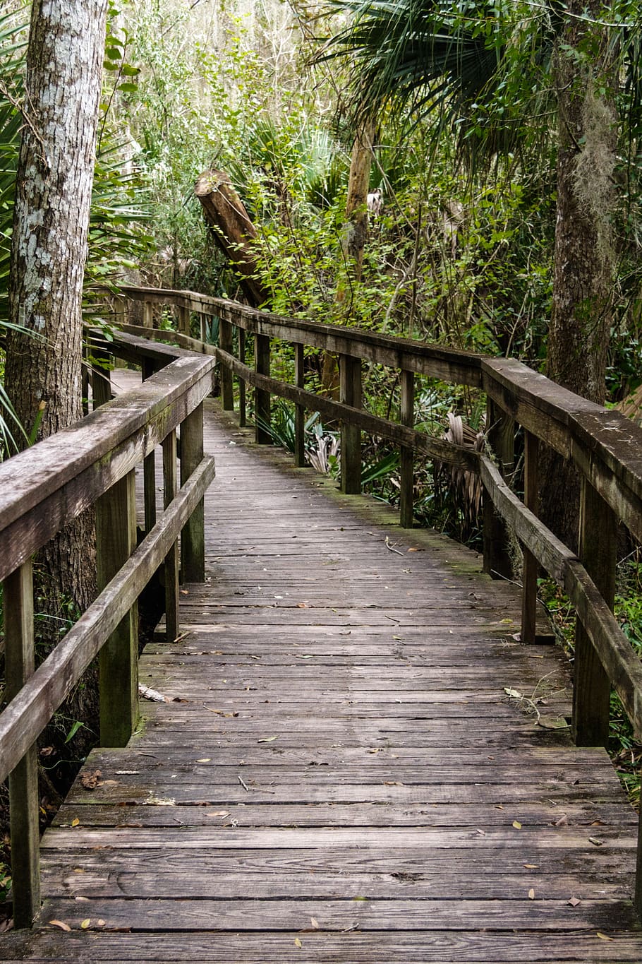 path, bridge, nature, way, forest, green, pathway, crossing HD wallpaper