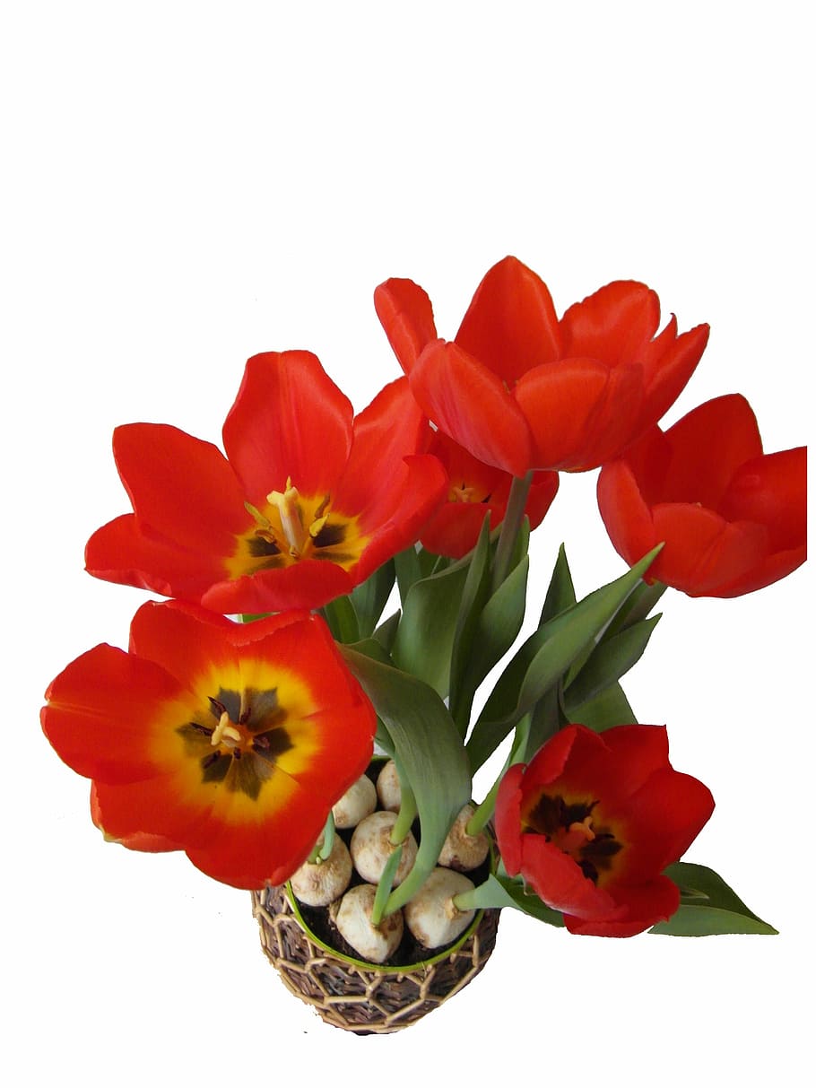 tulips, red, spring, bloom, blossom, open, isolated, flowering plant HD wallpaper
