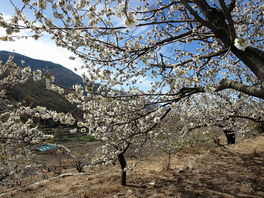 landscape, cherry trees, sky, mountain, blue, white, plant HD wallpaper