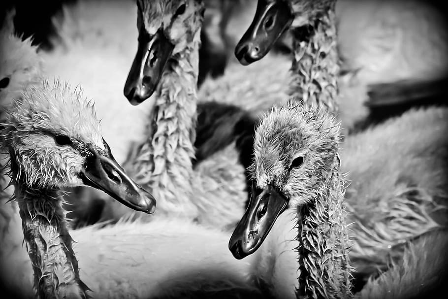 ducklings, ducks, bird, pond, water, animal, brood, lake, family HD wallpaper