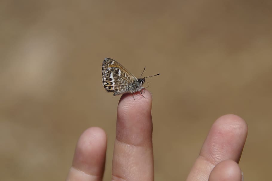 brown and black butterfly perched on person's finger, Courageous HD wallpaper