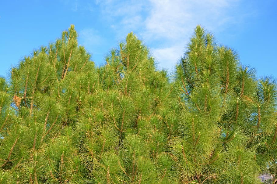 Tree, Nature, Blue, Sky, Summer, green, landscape, forest, leaf HD wallpaper