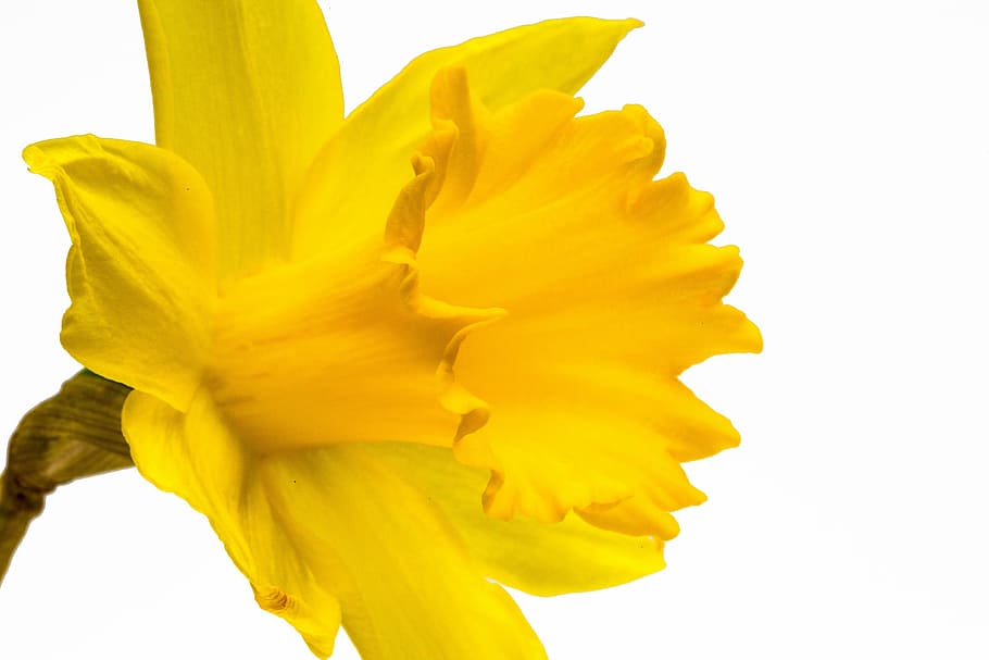 close-up photo of yellow petaled flower in bloom, narcissus pseudonarcissus