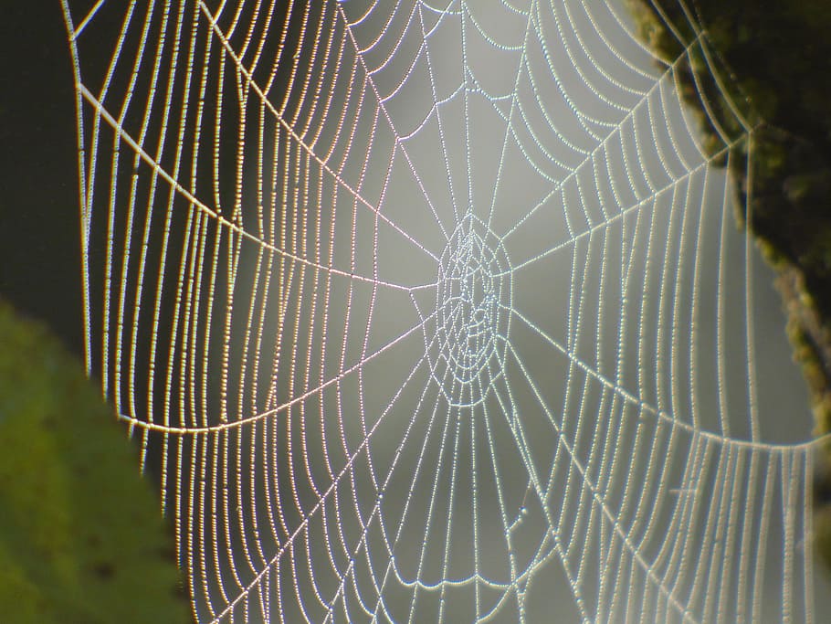 spider, canvas, nature, macro, dew, spider web, fragility, close-up HD wallpaper