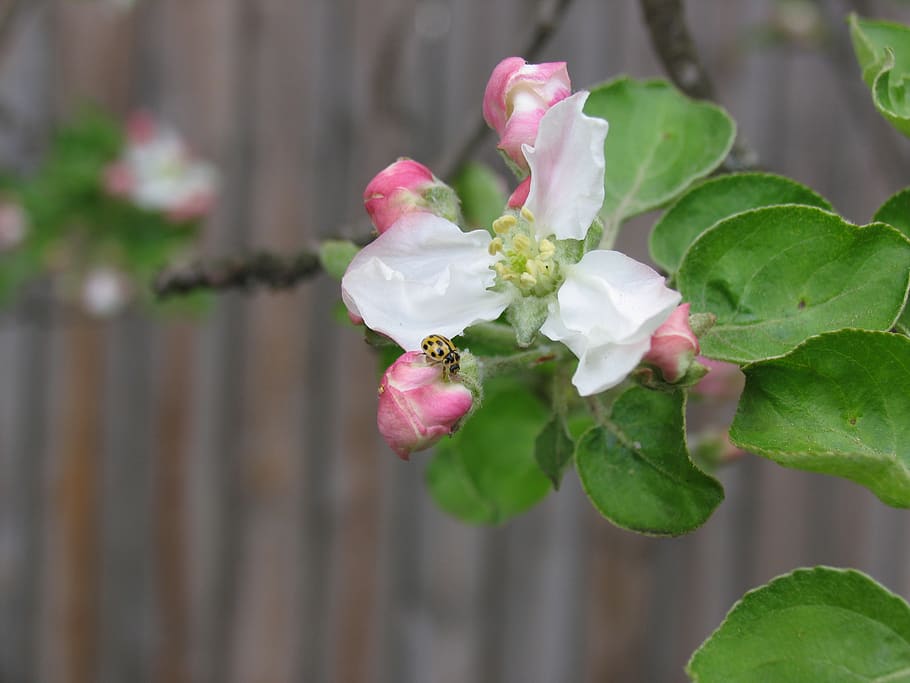 spring, nature, bloom, apple tree, flower, flowering plant HD wallpaper