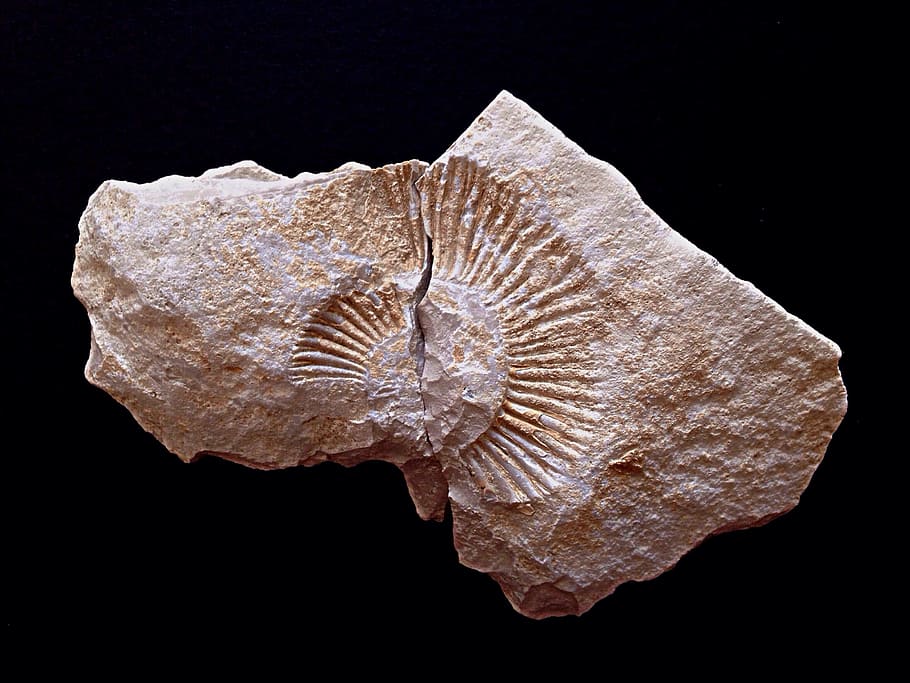 Ammonite, Rock, Fossil, Prehistory, close-up, macro, black Background, HD wallpaper