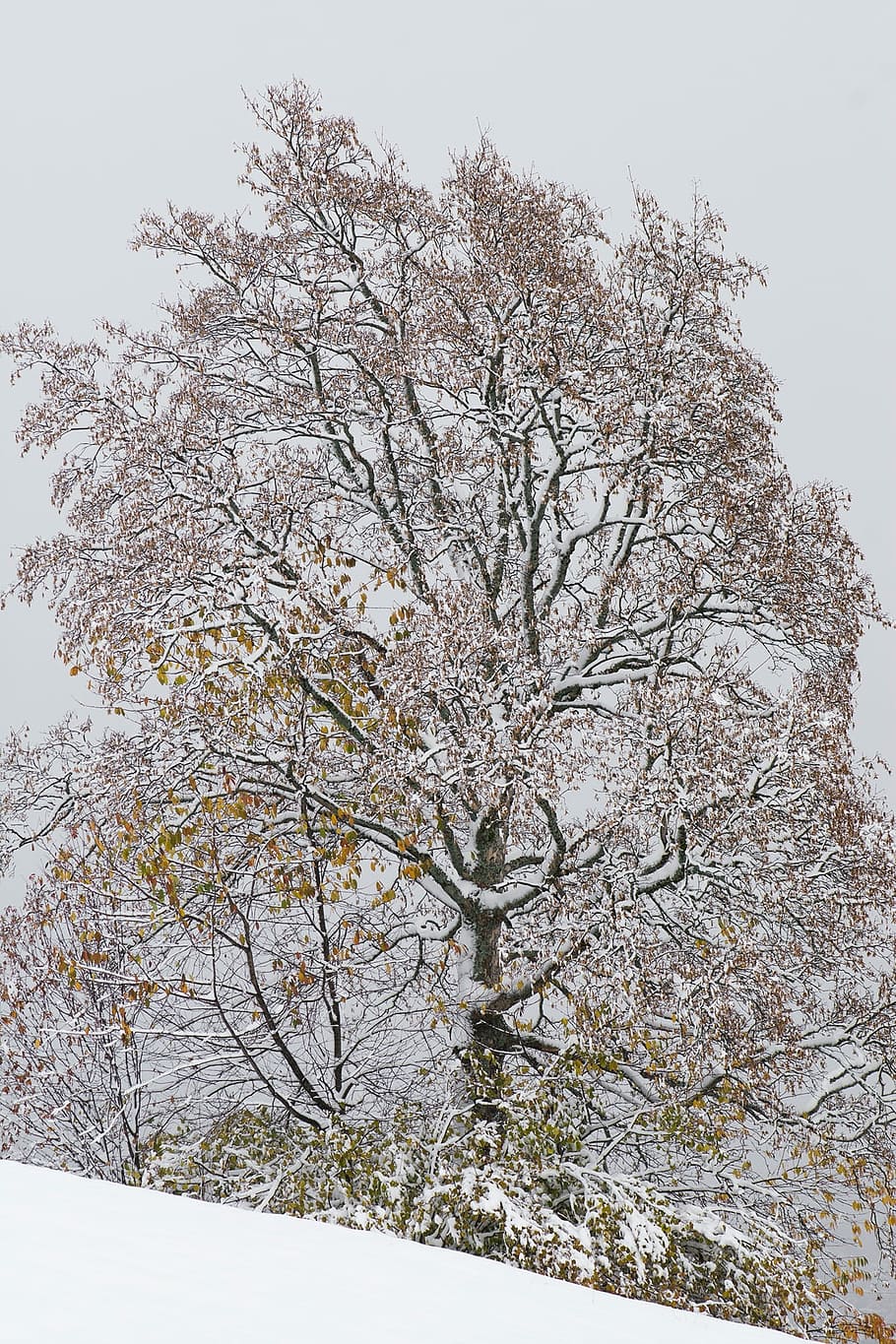 Winter, Deciduous Tree, Kahl, wintry, snow, winter tree, nature HD wallpaper