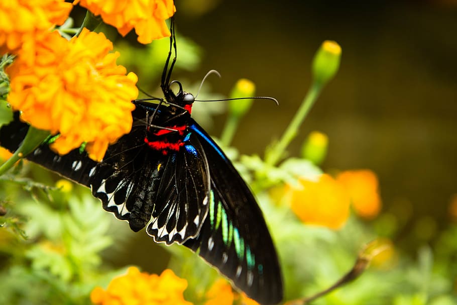 butterfly, flower, trogonoptera brookiana, rajah brooke's birdwing, HD wallpaper