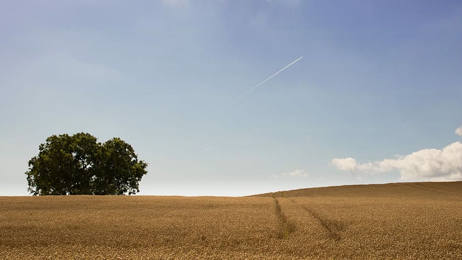 dried grass field with one tree, green leaf tree on brown grass field HD wallpaper