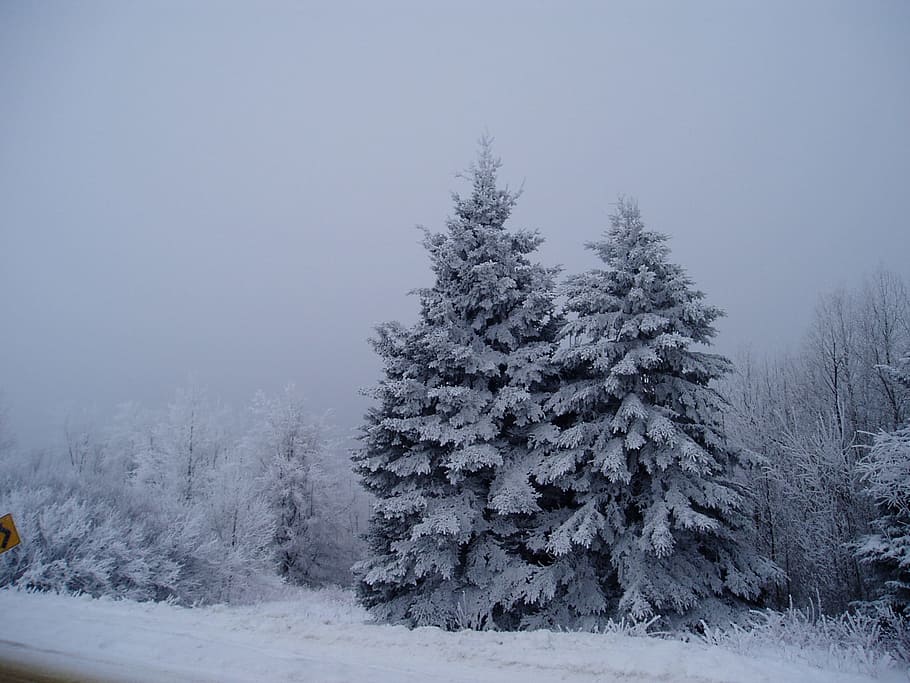 winter, snow, maine, tree, cold, season, cold temperature, plant HD wallpaper