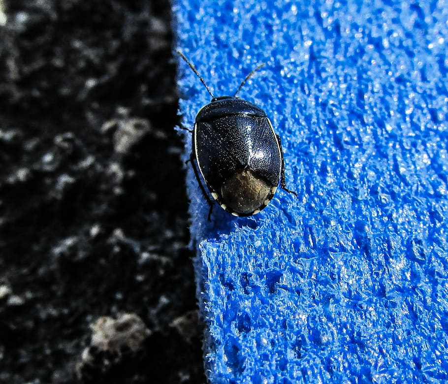 Beetle, Colour, Metallic, Insect, blue, visitor, close-up, no people HD wallpaper