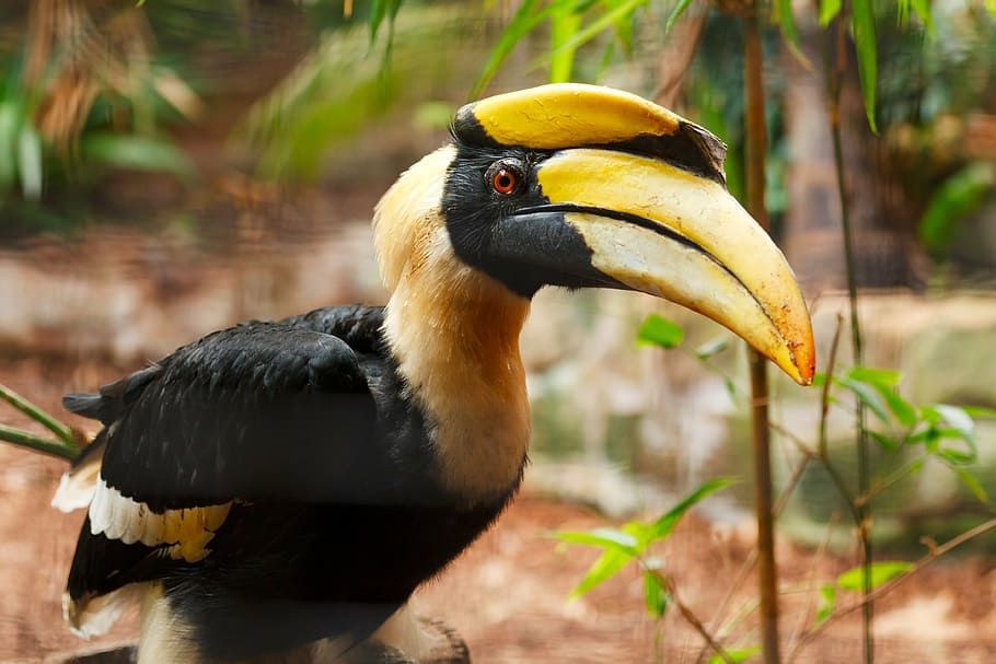 yellow beak bird, animal, big, black, colorful, feather, forest, HD wallpaper