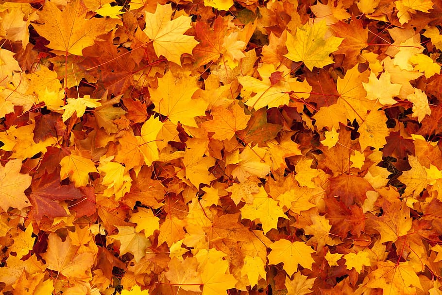 dried maple leaves, brown, autumn, background, color, fall HD wallpaper