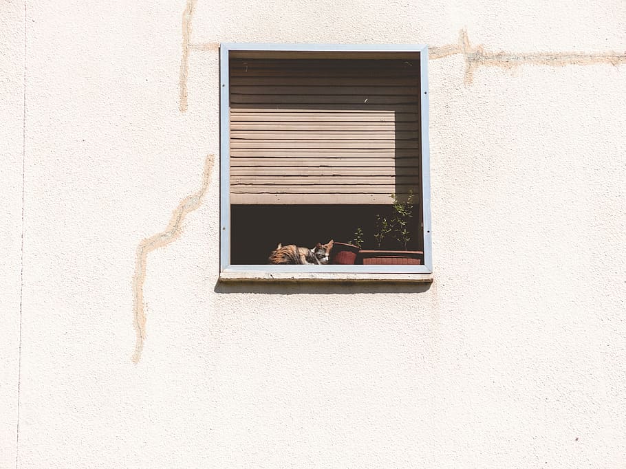 two green leafed plants in white wooden framed window, cat sitting on window HD wallpaper