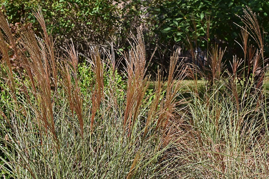 fall, feather grass, ornamental grass, plant, garden, nature HD wallpaper