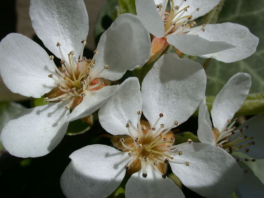 Blossom, Spring, Pear Tree, peer, flower, white color, nature HD wallpaper
