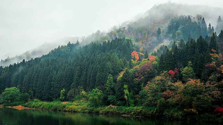 mountain range photograph, forest, trees, colorful, nature HD wallpaper