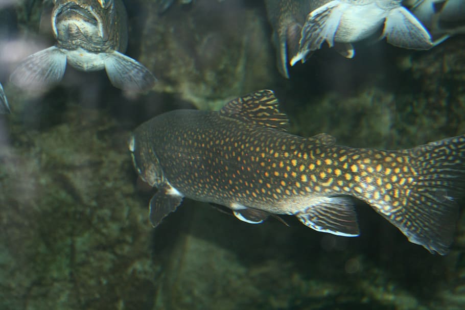 It hasn't been a day of work since I started': CSI's aquaculture program  spawns new student opportunities | ktvb.com