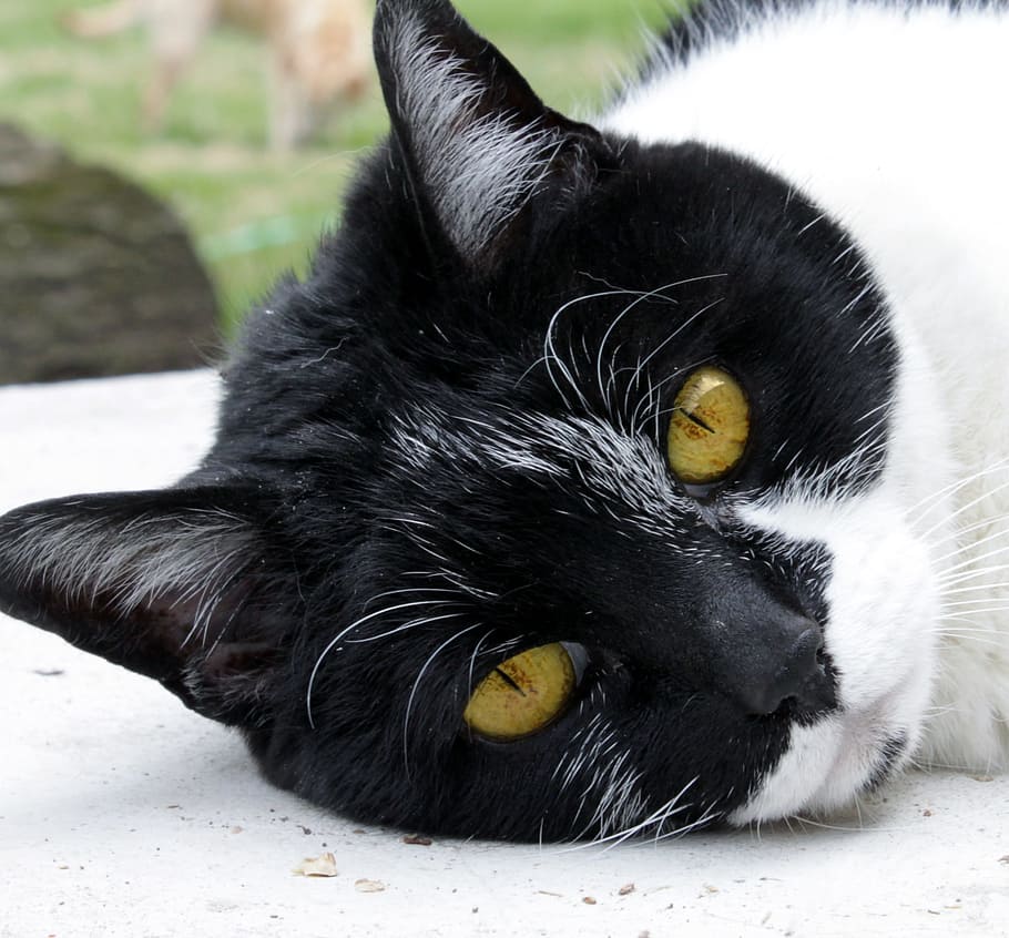 Cat, Pet, Domestic, Rescue, black, portrait, old, white, close-up
