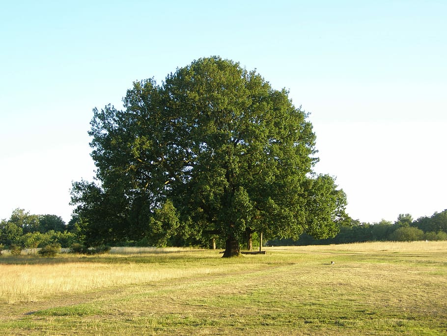 Tree, Park, Field, Landscape, Outdoor, natural, sunny, foliage HD wallpaper