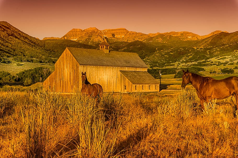barn, utah, horse, farm, landscape, usa, building, nature, scenic, HD wallpaper