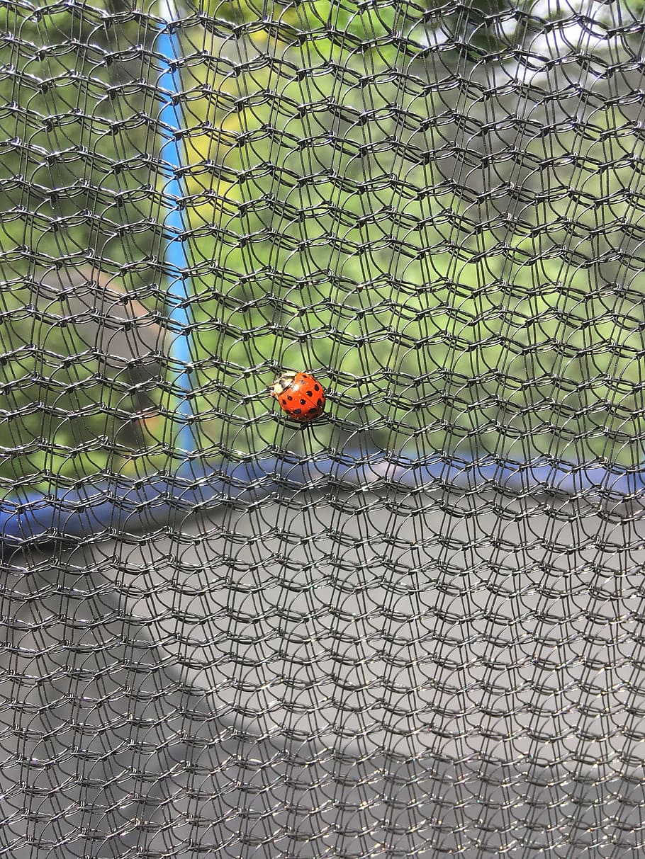 ladybug, network, garden, summer, nature, close, insect, animal HD wallpaper