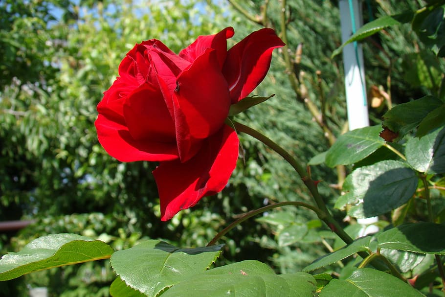 red rose, the plot, flowers, holiday, green, summer, garden HD wallpaper