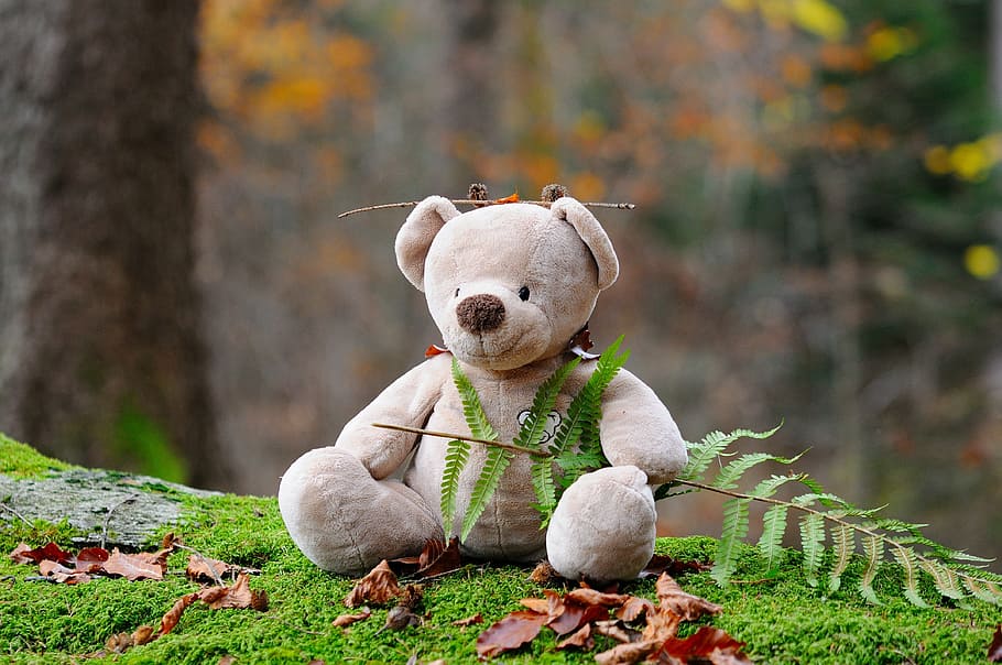 shallow focus photography of brown bear plush toy holding green plant during daytime, HD wallpaper