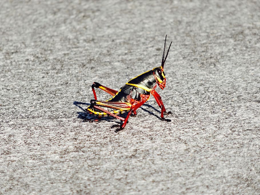 cricket, insect, grasshopper, bug, wildlife, antenna, one animal HD wallpaper
