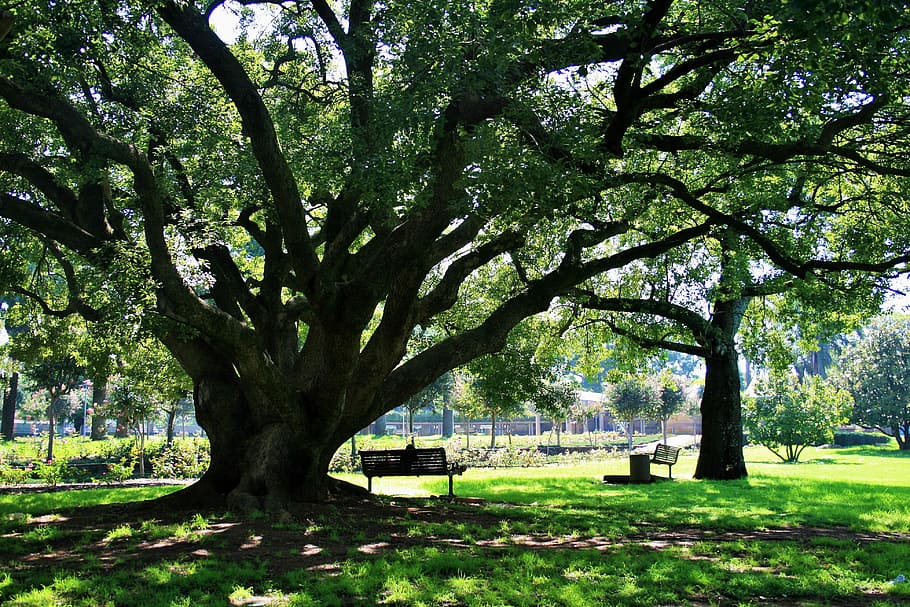 Oak Tree, Majestic, Old, grand, big, shade, park, green color HD wallpaper