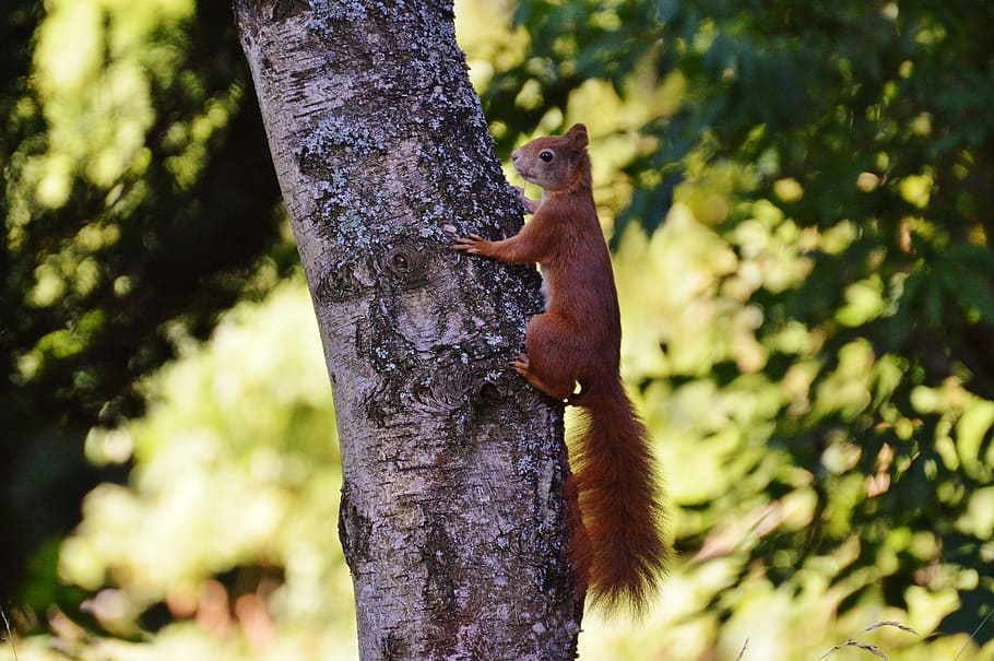 squirrel, nager, cute, nature, rodent, climb, garden, eat, brown HD wallpaper