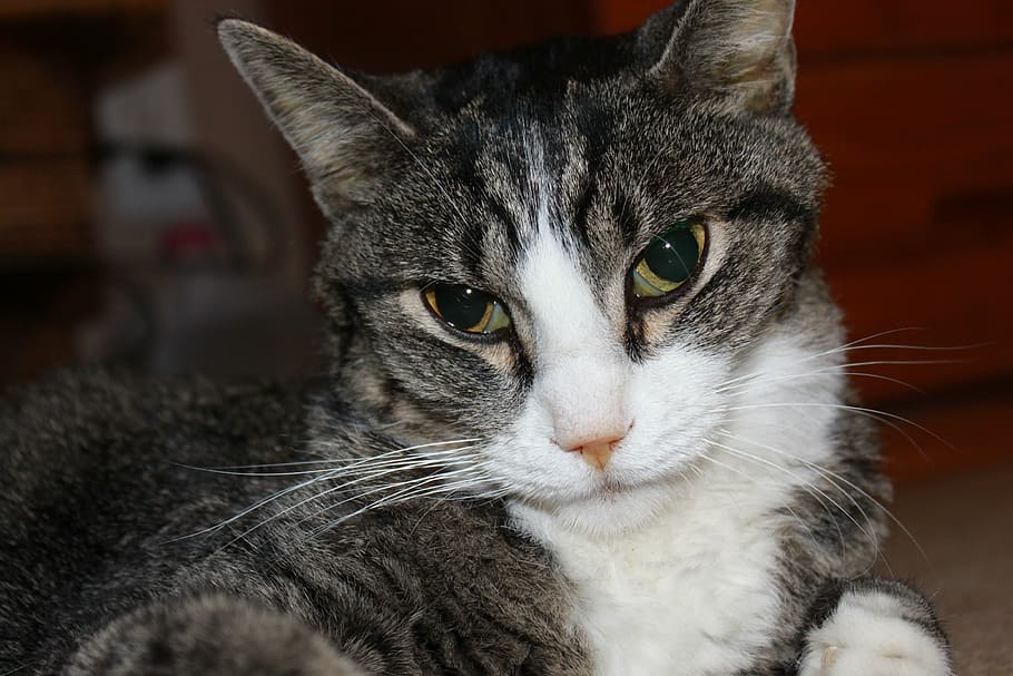 cat, close-up, face, cute, domestic, pets, domestic animals HD wallpaper