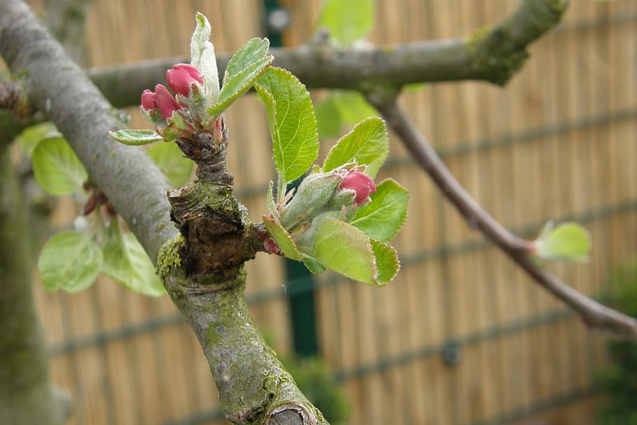 apple tree, bud, blossom, bloom, spring, apple blossom, growth HD wallpaper