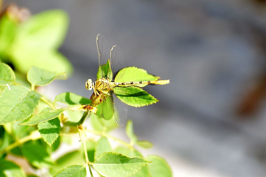 dragon fly, hover fly, insect, nature, nectar, animal themes HD wallpaper