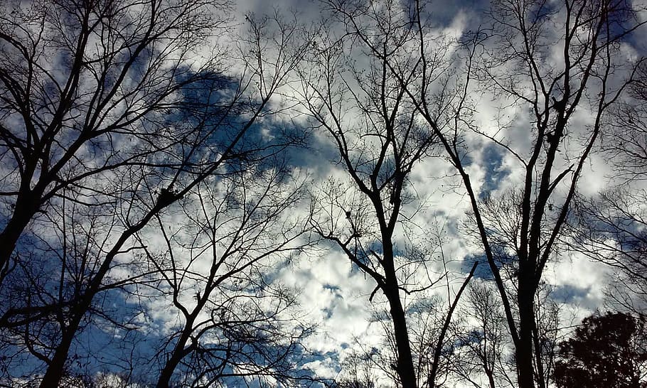 trees against the sky, clouds, nature, silhouette, outdoors HD wallpaper