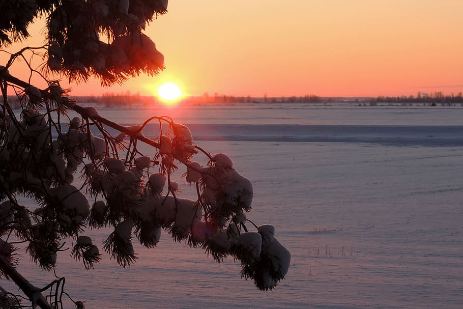 nature, sunset, winter, sky, beauty in nature, water, plant HD wallpaper