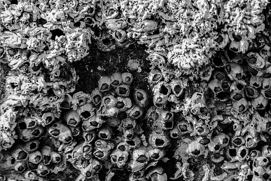 black-and-white, art, dark, pattern, abstract, background, barnacles HD wallpaper