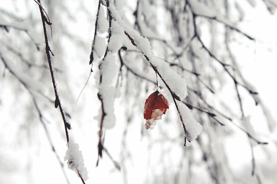 frosted leaf, snow, branches, winter, nature, tree, cold, white HD wallpaper