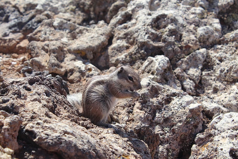 rock, squirrel, wildlife, small, furry, feeding, animal themes HD wallpaper