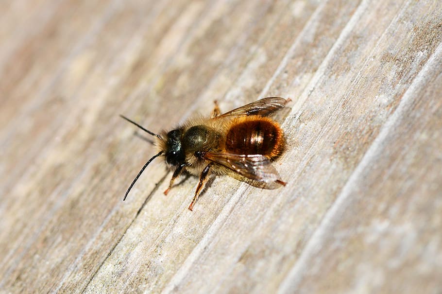 red mason bee, osmia rufa, solitary, small, insect, mud bee, HD wallpaper