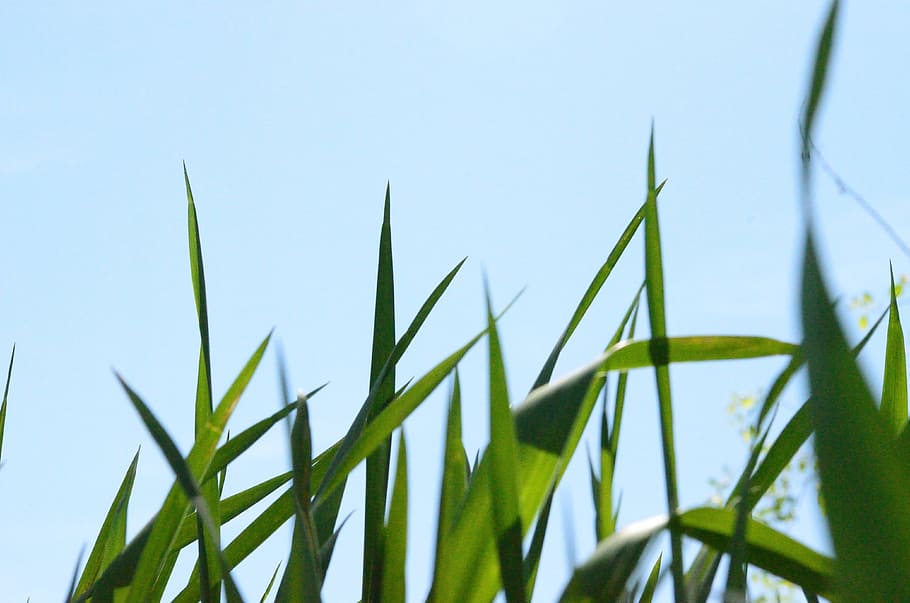 green leaves, low angle photography of green grass, Looking up, HD wallpaper