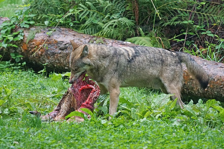 Predator, European Wolf, carnivores, mammal, prey, crack, wildlife photography, HD wallpaper