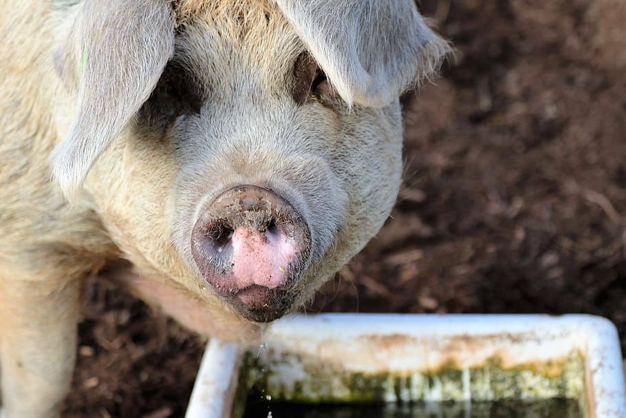 pig, farm, pork, agriculture, swine, livestock, piglet, snout, HD wallpaper