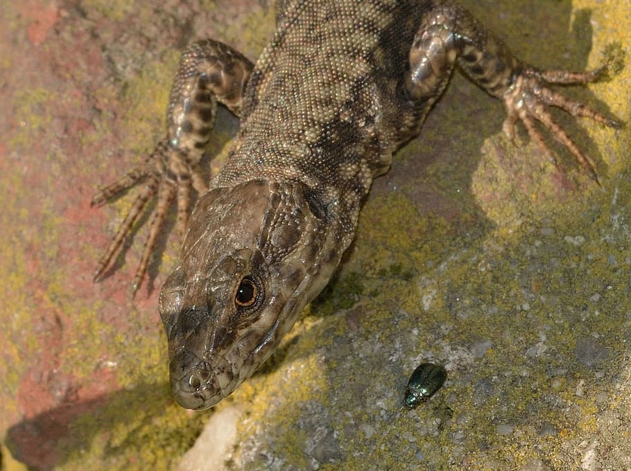 Animals, Reptiles, Lizard, animals in the wild, animal wildlife HD wallpaper