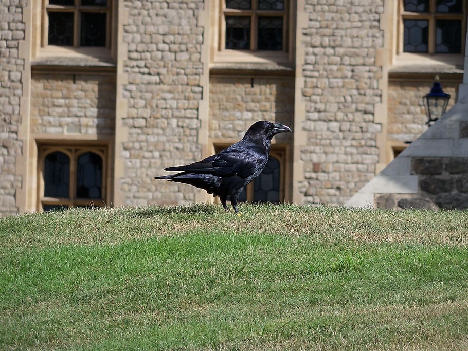 tower of london, animals, ravens, grass, vertebrate, animal themes, HD wallpaper