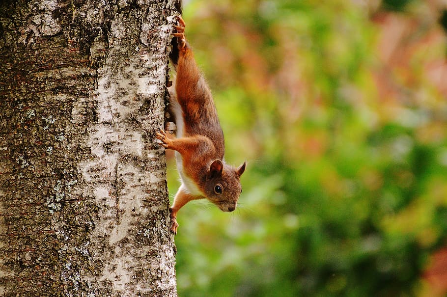 selective focus of squirrel on tree trunk, nager, cute, nature HD wallpaper