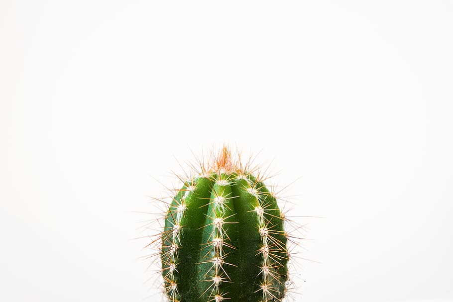 HD wallpaper: closeup photo of cactus against white background, Cactus,  minimal | Wallpaper Flare