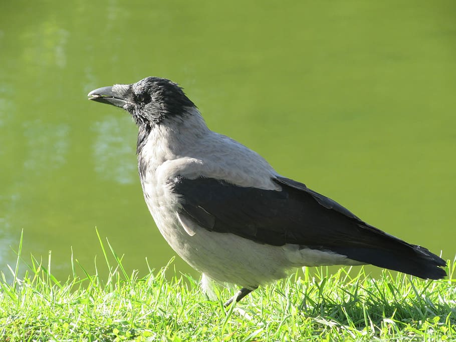Bird, Crow, Nature, one animal, grass, animals in the wild HD wallpaper